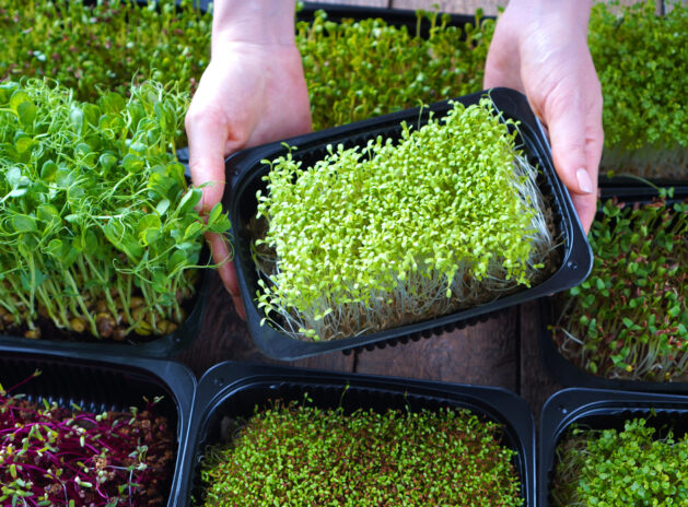 Microgreens,Growing,Background,With,Microgreen,Sprouts,In,Female,Hands
