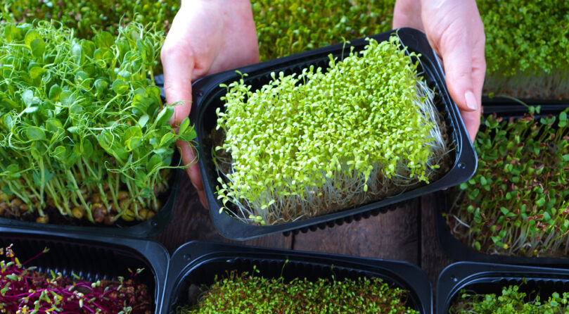 Microgreens,Growing,Background,With,Microgreen,Sprouts,In,Female,Hands